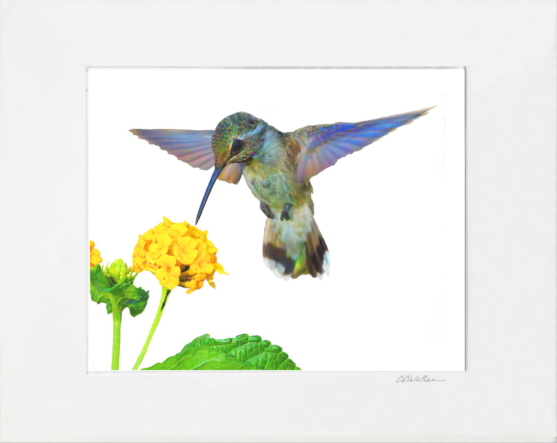 Broadtail Hummingbird