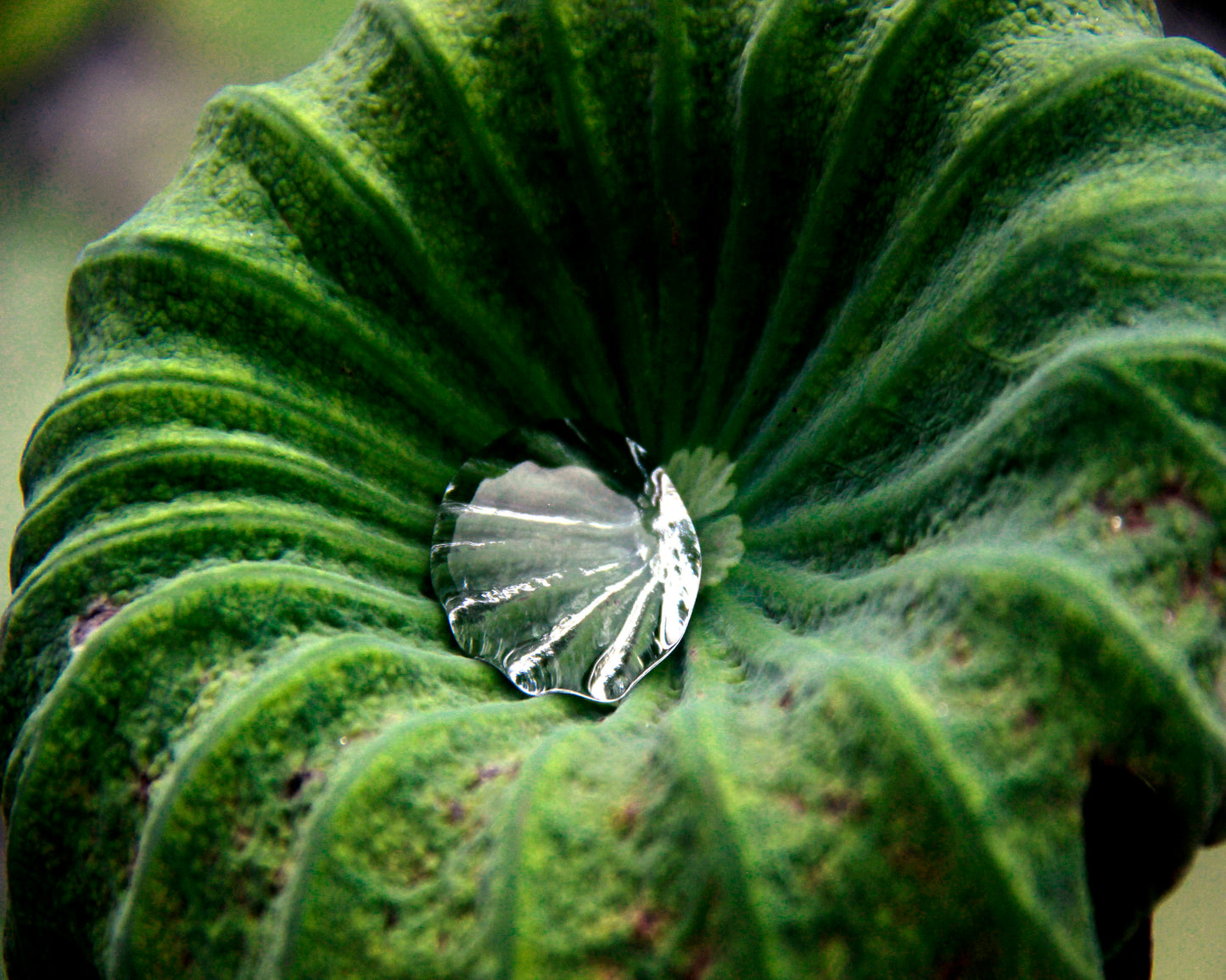 Dew Drop