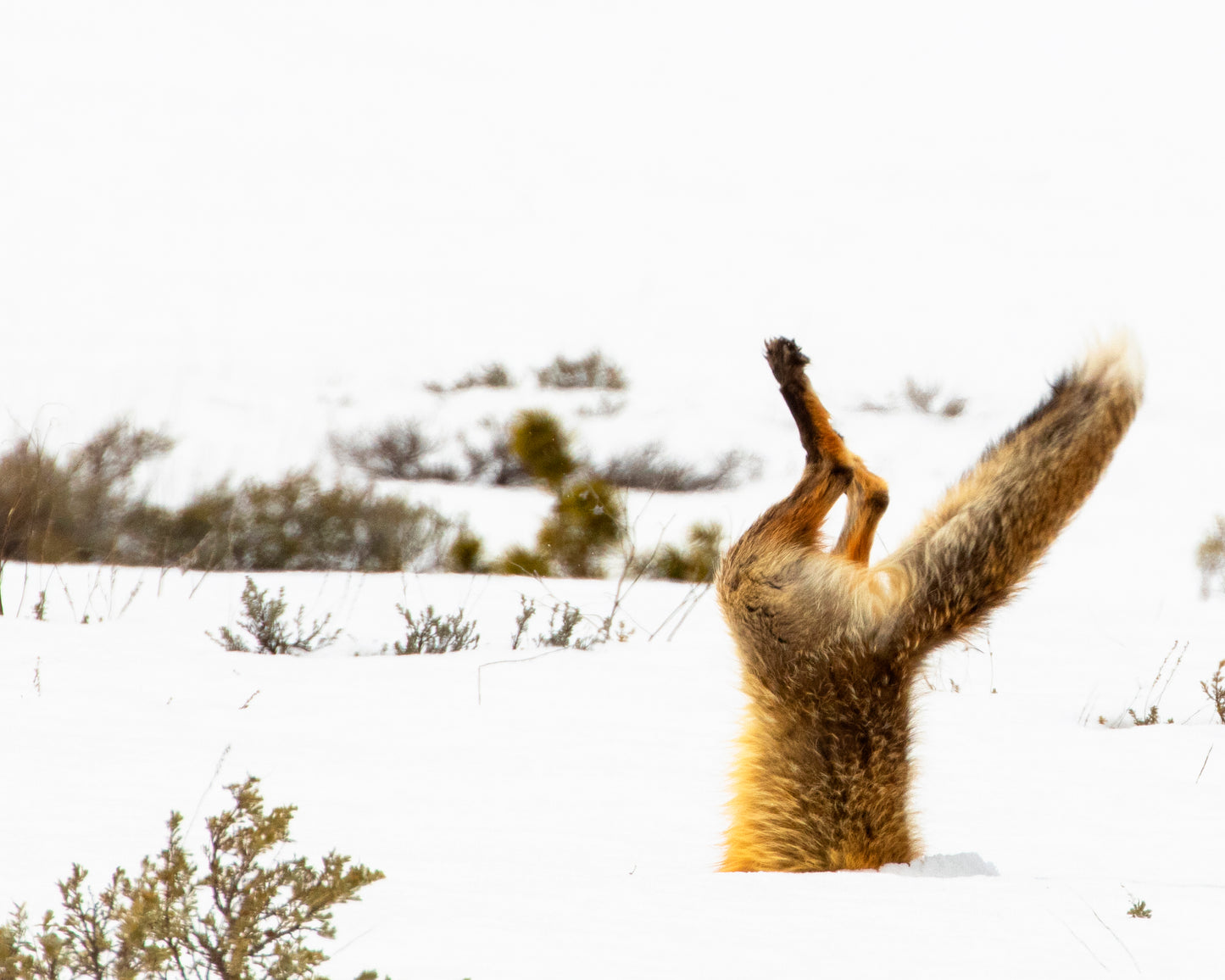 Fox on the Hunt (Series #3)