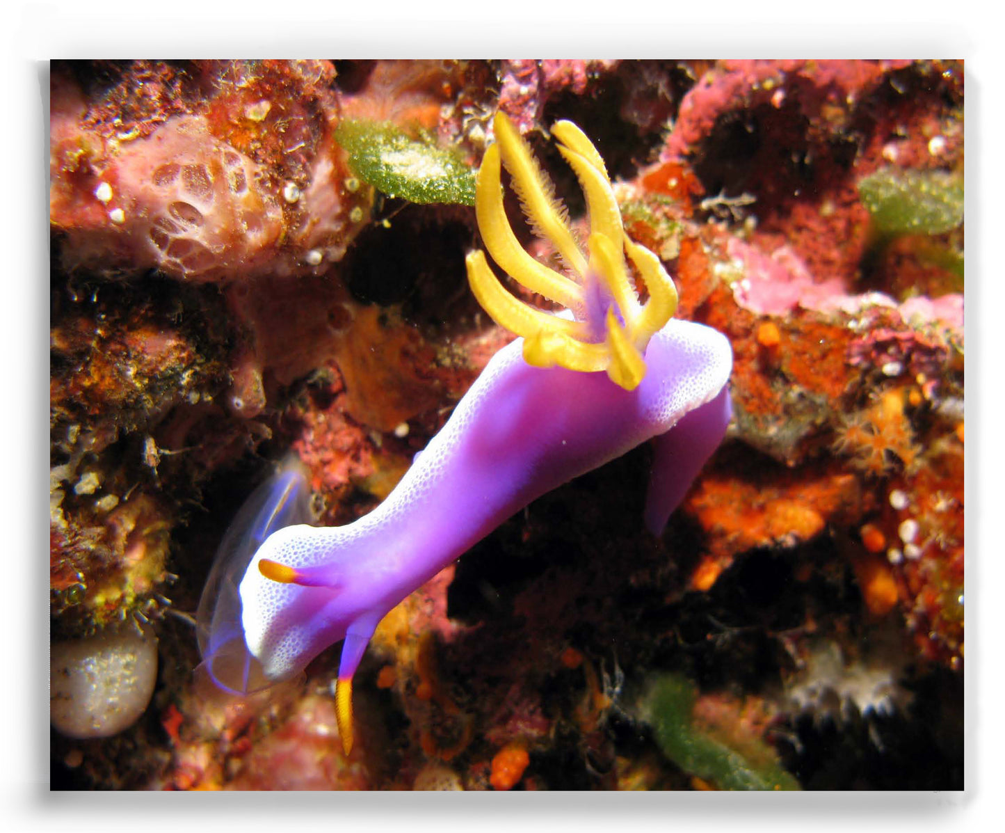 Purple Nudibranch, Indonesia