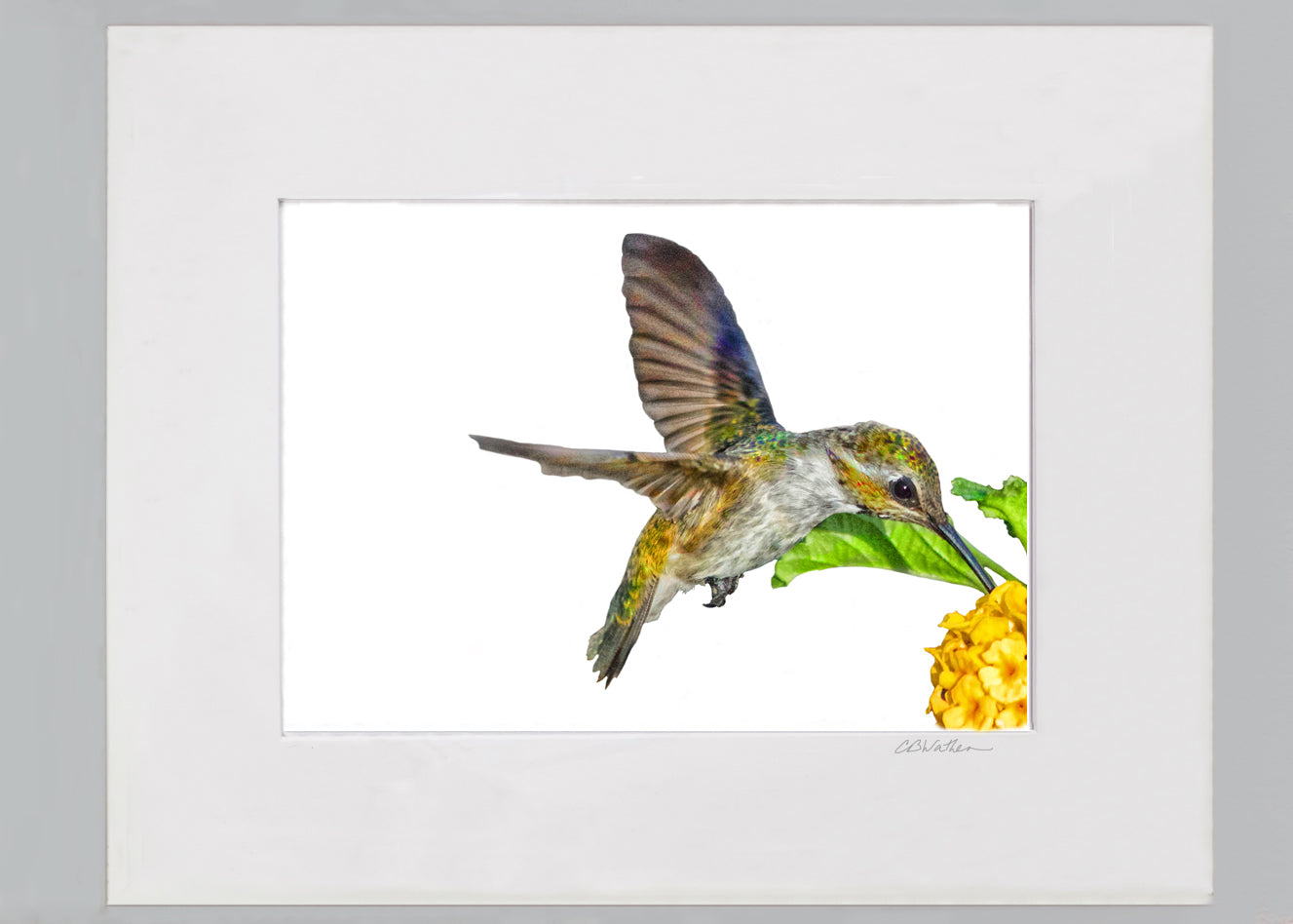 Hummingbird in Yellow Flower