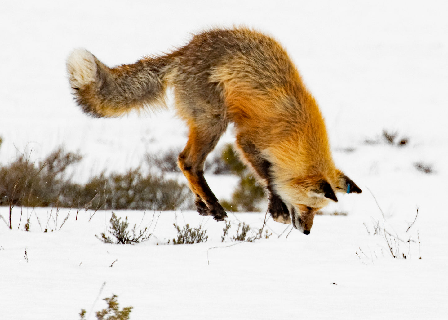 Fox on the Hunt (Series #2)