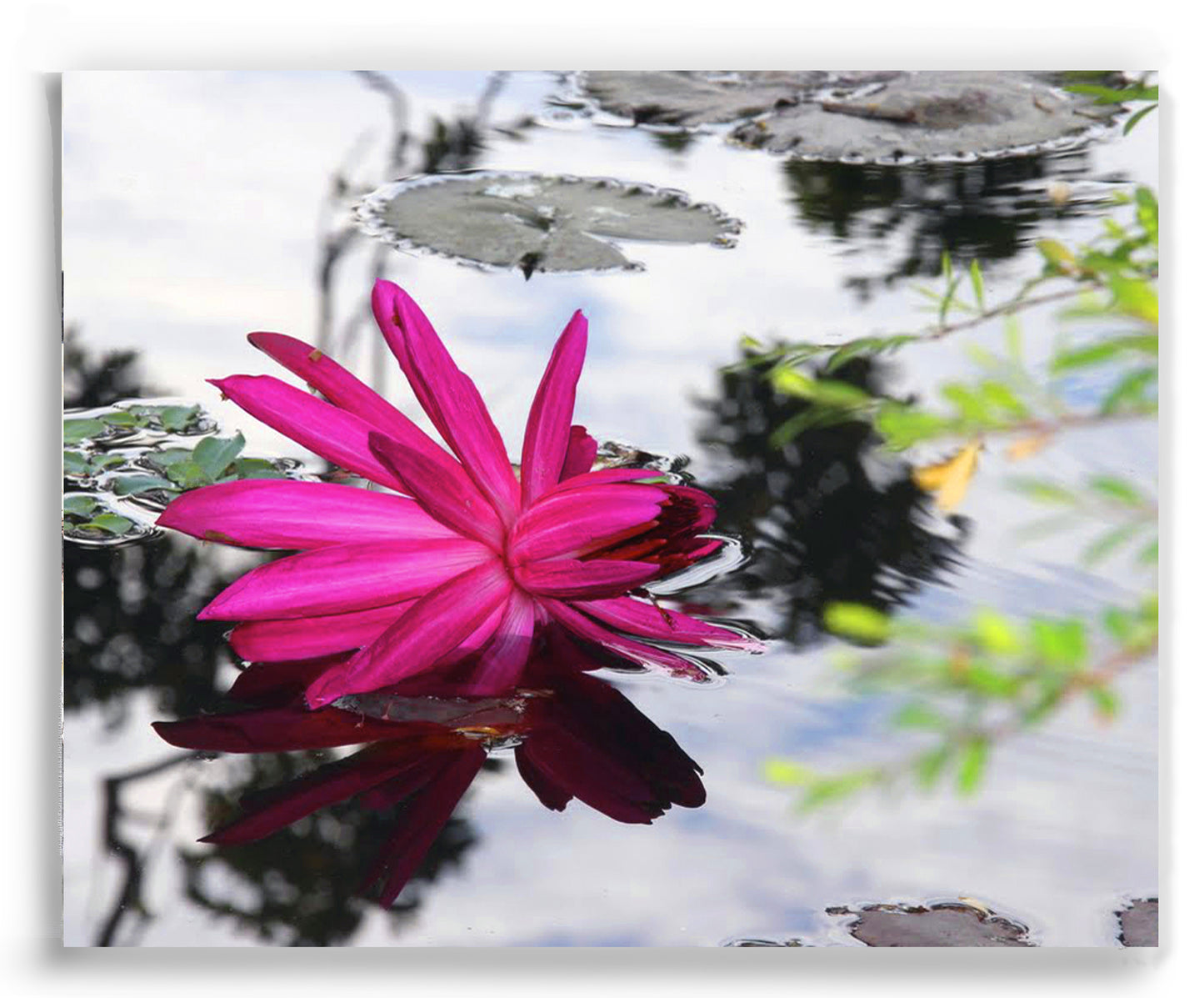 Lotus Flower
